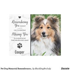 a collie dog is shown in this card