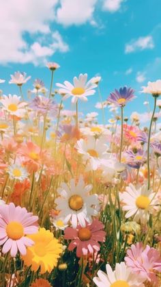 a field full of colorful flowers under a blue sky