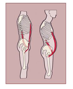 an image of the human body with muscles highlighted in red and white lines on pink background