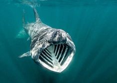 a large shark swimming in the ocean with it's mouth open