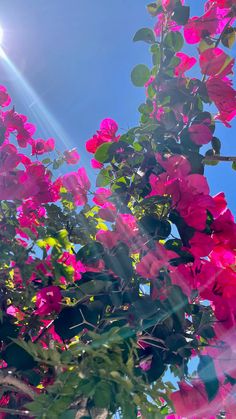 the sun shines brightly behind pink flowers