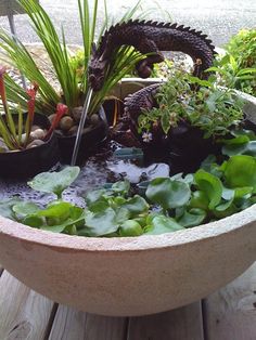 a bowl filled with water and plants on top of a wooden table