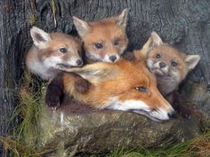 three red fox cubs resting on top of a rock in front of a tree trunk