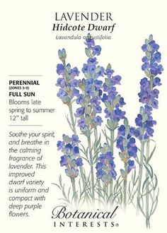 an illustration of lavender flowers in watercolor and ink on paper, with the words lavender written