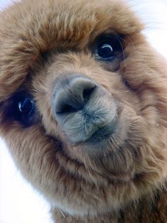 an alpaca looking at the camera with blue eyes