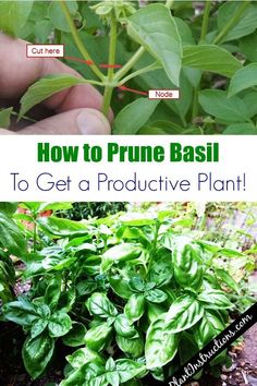 how to prune basil to get a protective plant