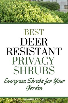 the best deer resistant privacy shrubs for your garden