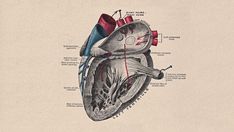 a diagram of the human heart with all parts labeled in red and blue, including blood vessels