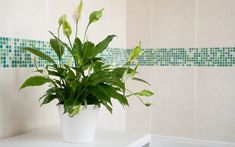 a potted plant sitting on top of a white table next to a bath tub