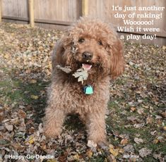 a brown dog standing on top of a pile of leaves