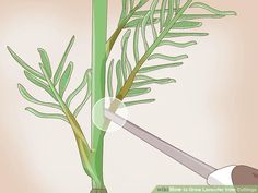 How to Grow Lavender from Cuttings (with Pictures) - wikiHow Growing Lavender From Cuttings, How To Grow Lavender From Cuttings, How To Propagate Lavender From Cuttings, How To Grow Lavender Indoors, Propagating Lavender