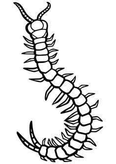 centipede insect cool coloring page for kids maybe also for tatto design illust Bugs Coloring Pages, Traditional Tattoo Stencils, Ignorant Tattoo, Dino Drawing, Alphabet Writing Worksheets, Printable Tattoos, Insect Coloring Pages, Bug Coloring Pages, Optical Illusion Tattoo