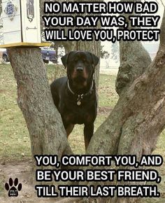 a black and brown dog standing on top of a tree next to a sign that says no matter how bad your day was, they will love you protect you