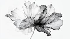 a black and white photo of a flower on a white background with the petals still attached