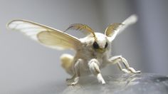 a close up of a small insect with wings spread out and eyes wide open, sitting on a surface