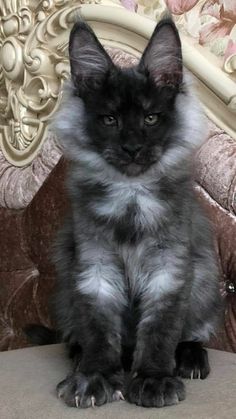 a fluffy black cat sitting on top of a chair