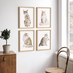 three framed pictures hang on the wall next to a wooden chair and small potted plant