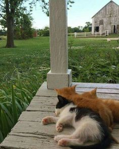 two cats laying on top of a wooden porch