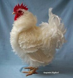 a white and red chicken standing on top of a blue surface with its head turned to the side