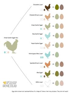 the different types of chickens that are in this infographia chart, which shows their names