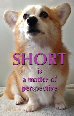 a dog with the words short is a matter of love on it's face