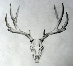 a pencil drawing of a deer's head with antlers