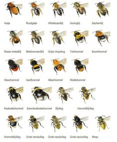 the different types of bees and their names