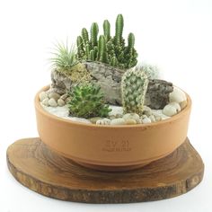 a potted plant with rocks and plants in it sitting on a wooden stand against a white background