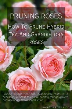 How To Prune Hybrid Tea And Grandiflora Roses Pruning Standard Roses, Pruning Roses In Fall, Pruning Rose Bushes In The Fall, How To Prune Roses In Summer, Pruning Trees, Hybrid Tea Roses Care, Grandiflora Roses