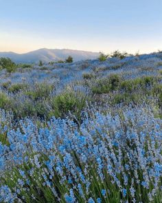 blue flowers growing on the side of a hill