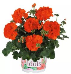 an orange potted plant with red flowers in it's bottom and green leaves