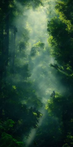 the sun shines through the foggy trees in this forest scene, as seen from above