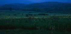 fireflies are glowing in the night sky above a grassy field with mountains in the background