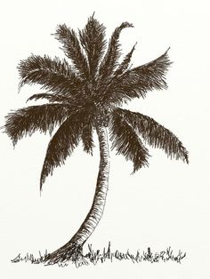 a drawing of a palm tree on a white background