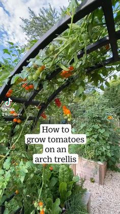 a garden with lots of plants growing on it and the words how to grow tomatoes on an arch trellis