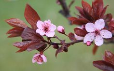 pink flowers are blooming on a tree branch