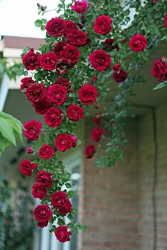 red roses growing on the side of a building