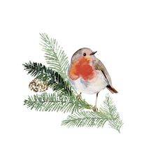 a watercolor painting of a bird on a branch with pine cones and fir needles