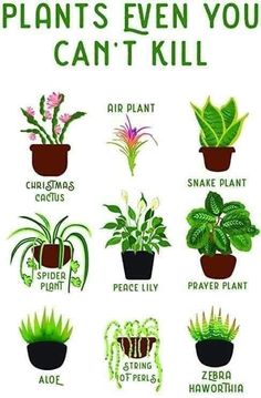 a poster with different types of house plants in pots and the words plant's even you can't kill