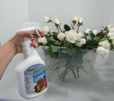 a hand is holding a spray bottle next to a vase with white roses in it