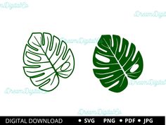 two green leaves on white background, one is large and the other has small ones