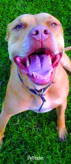 a dog laying in the grass with its mouth open and tongue hanging out, showing it's teeth