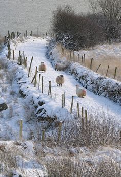 several sheep are walking in the snow along a fenced path next to a body of water