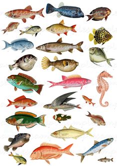 an image of different types of fish