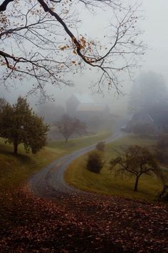 a foggy country road with trees and houses in the distance