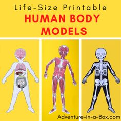 an image of human body models with the text life - size printable human body models