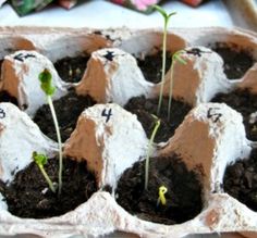 there are many small plants growing in the soil with white frosting and sprouts