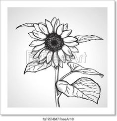 a black and white drawing of a sunflower