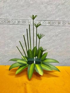 an arrangement of green plants on a yellow table