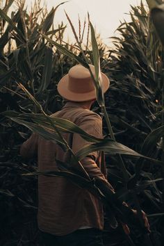 a man in a hat is walking through a corn field with his back to the camera